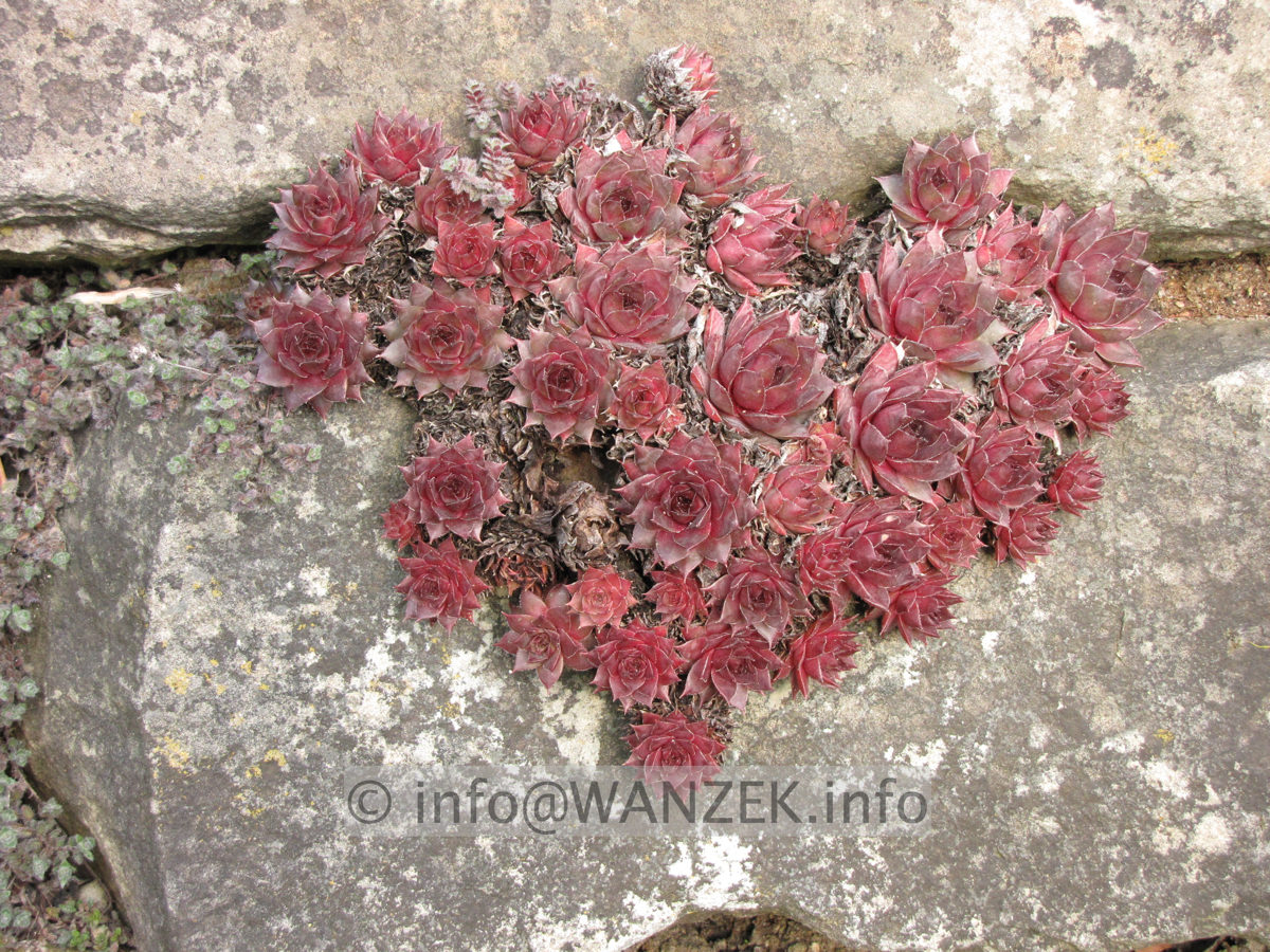 Sempervivum hybridum in Sorten 04 in Mauer.JPG